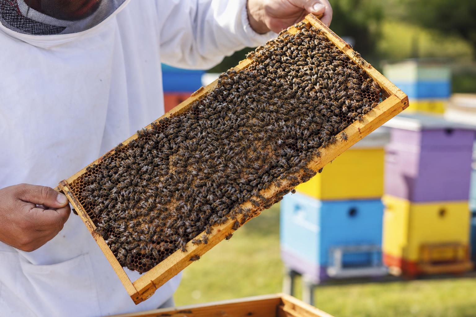 Beekeeper holding a frame of bees