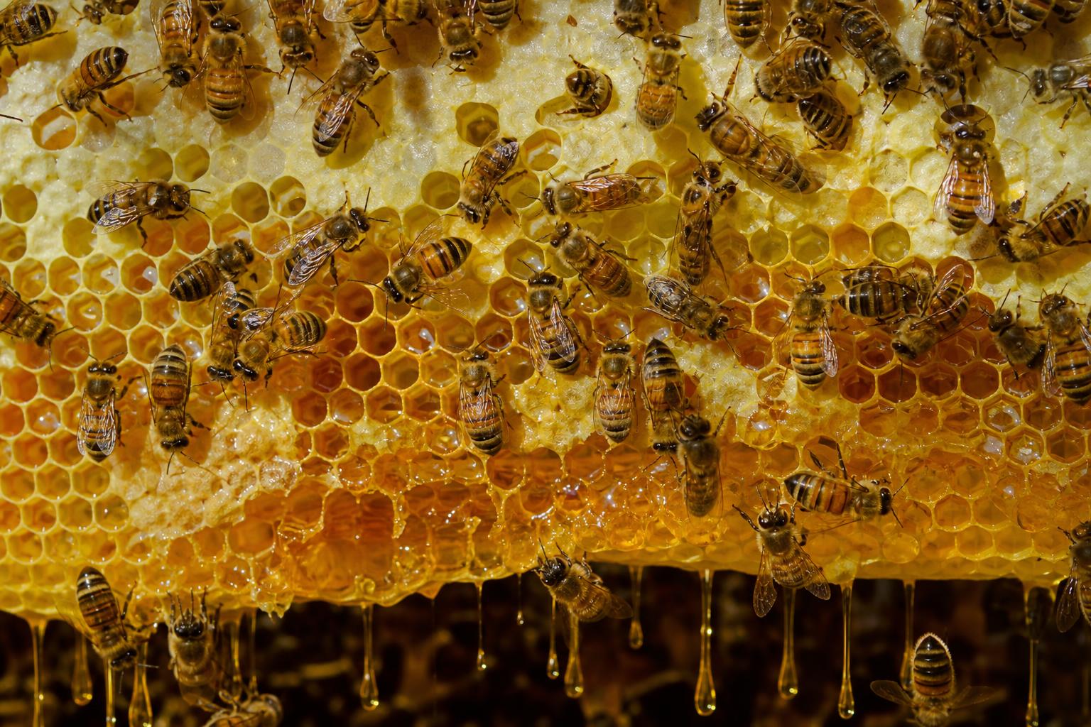 Inside a beehive — bees on golden honeycomb